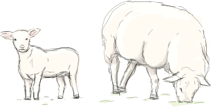 Sheep & Lamb Illustration