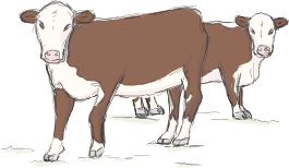 Cows Illustration