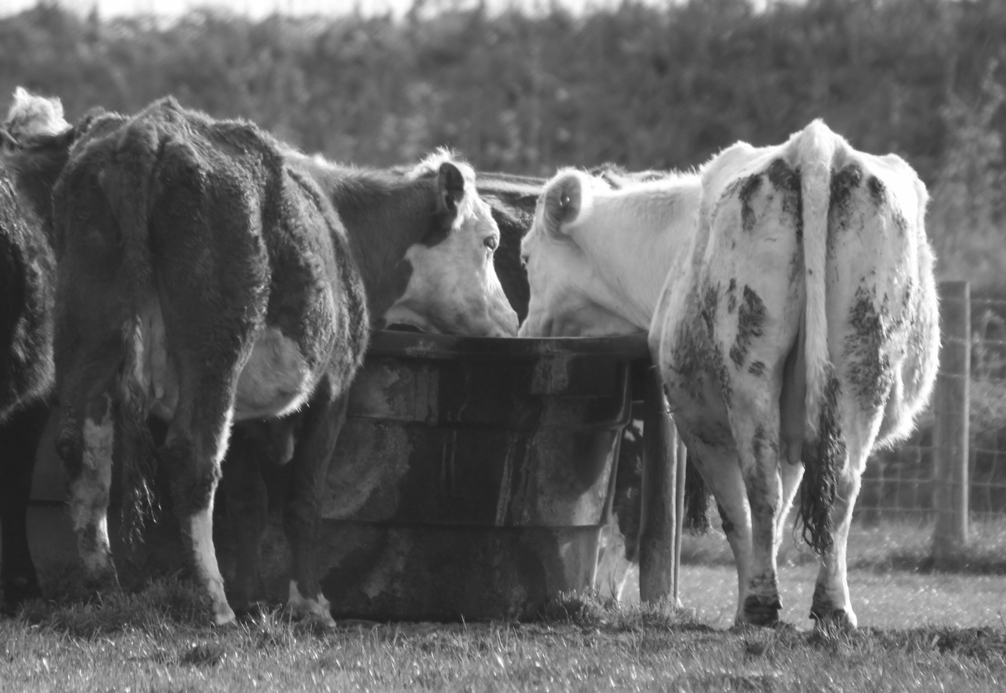 cows033