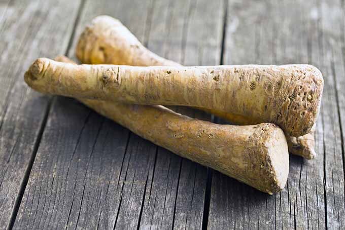 Horseradish