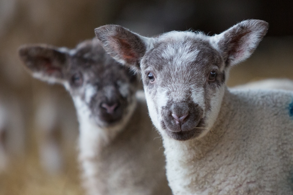 Lamb Close up