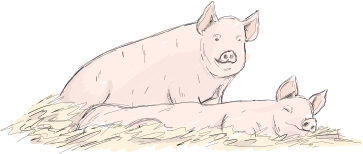 Pigs Illustration