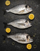 Newlyns_Fish_240419004