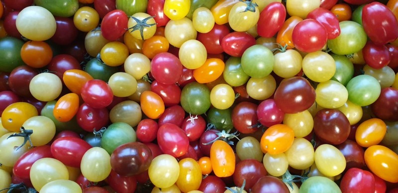 Tomatoes